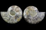 Cut & Polished Ammonite Fossil - Agatized #67902-1